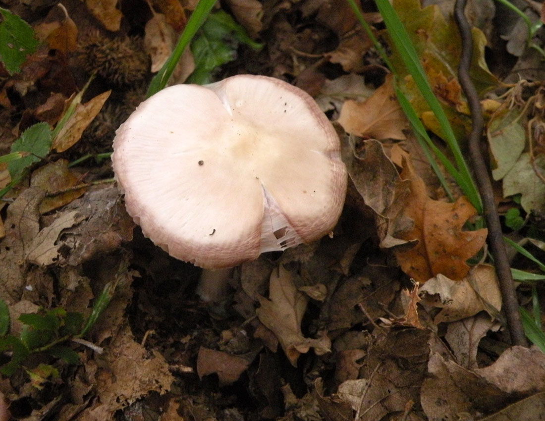 Nei boschi di Ulderico